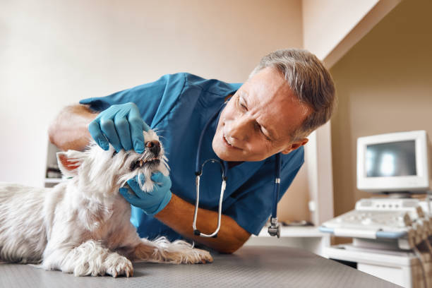 Best Emergency Root Canal Treatment in Spring Ridge, MD